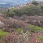 190414 山桜2.JPG