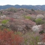 190414 山桜3.JPG